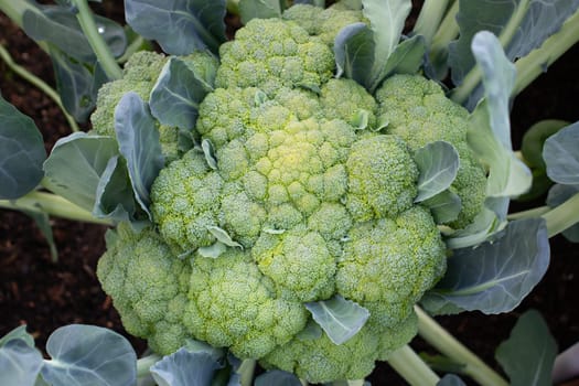 Close-up of large broccoli on a garden bed, top view.