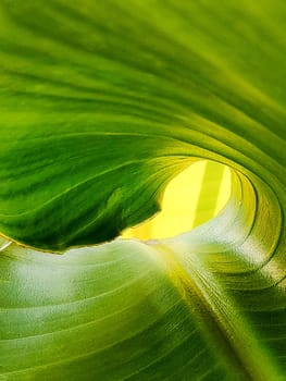 Tropical textured background of banana palm leaf, twisted funnel, close-up