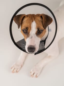 Jack Russell Terrier dog in plastic cone after surgery