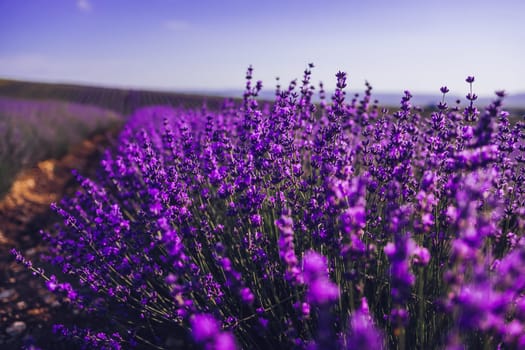 Lavender flower blooming scented fields in endless rows. Selective focus on Bushes of lavender purple aromatic flowers at lavender field. Abstract blur for background.