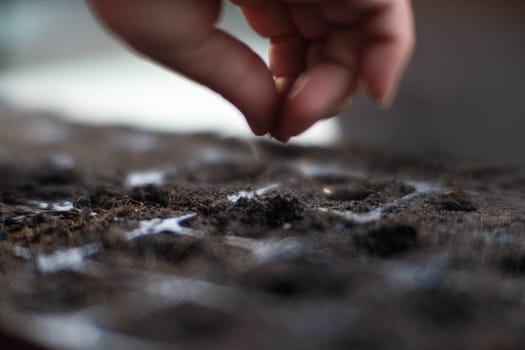 Female hand planting seeds in seedling tray with soil. Gardening and growing vegetables at home. Agriculture growing preparation process.