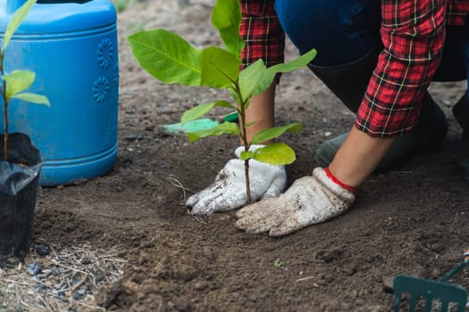 agriculture, botany, care, closeup, cultivate, cultivating, cultivation, digging, dirt, earth, eco, ecology, environment, female, garden, gardener, gardening, gloves, green, greenery, grow, growing, growth, hand, hands, hobby, holding, home, horticulture, landscaping, leaf, lifestyle, nature, person, plant, planting, pot, potted, potting, seedling, soil, sprout, summer, thumb, tool, transplant, transplanting, woman, work, working