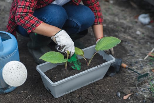 agriculture, botany, care, closeup, cultivate, cultivating, cultivation, digging, dirt, earth, eco, ecology, environment, female, garden, gardener, gardening, gloves, green, greenery, grow, growing, growth, hand, hands, hobby, holding, home, horticulture, landscaping, leaf, lifestyle, nature, person, plant, planting, pot, potted, potting, seedling, soil, sprout, summer, thumb, tool, transplant, transplanting, woman, work, working