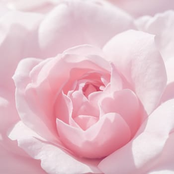 Pale white pink rose flower. Macro flowers backdrop for holiday design. Soft focus, abstract floral background