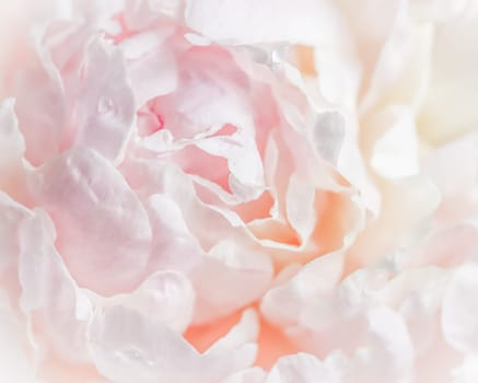 White pink peony petals. Soft focus. Abstract floral background for holiday brand design
