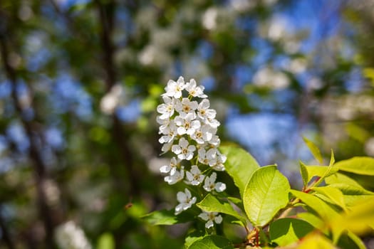 bird cherry flower blossoms. bird cherry blossom branch on abstract blurred background. Elegant delicate gentle romantic image, spring season.