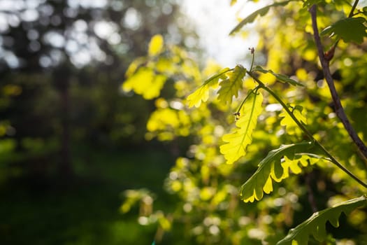 Green fresh oak leaves. Fresh foliage on trees at sunset against a spring background.