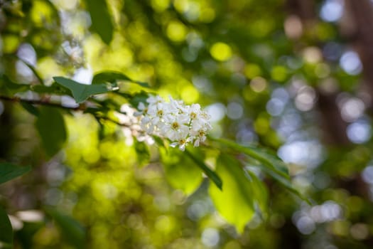 bird cherry flower blossoms. bird cherry blossom branch on abstract blurred background. Elegant delicate gentle romantic image, spring season.