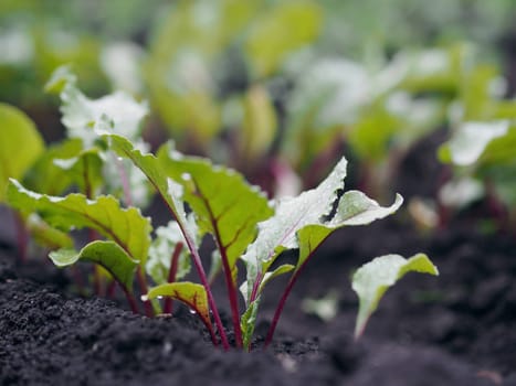 Vegetable garden with many edible plants. Young beet plants grow in the garden.