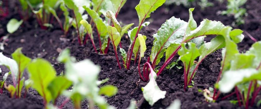 Vegetable garden with many edible plants. Young beet plants grow in the garden.