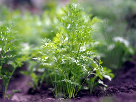 Natural vegetable green background.Young tops of carrots grow in the garden in the open air.Agricultural background