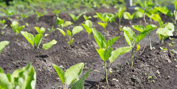 Natural vegetable green background.Young eggplant tops grow in a garden bed in the open air.Agricultural background.