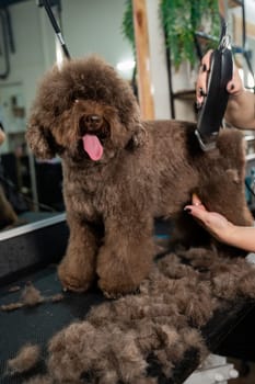 A woman trims a brown curly dog with an electric razor in a grooming salon. Poodle and lapdog mix