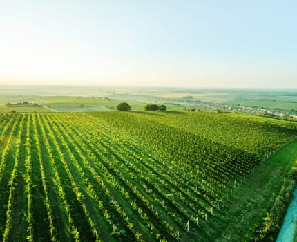 Sunshine morning view of grapes plantation on the slope