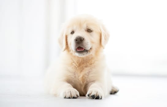 Sweet retriever puppy lying in light room