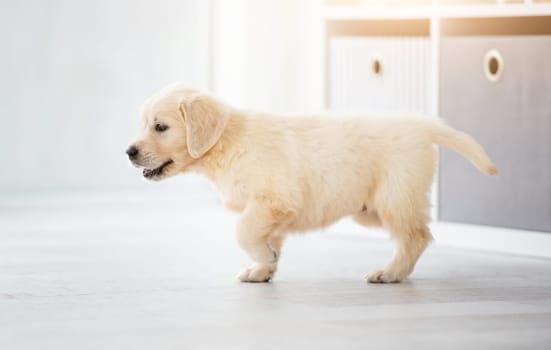 Young retriever dog sitting at home