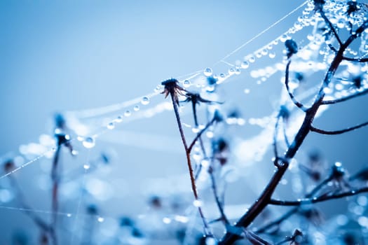 Morning dew on web threads lying on dried plant