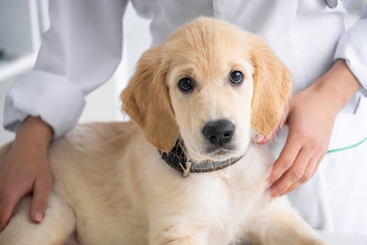 Lovely retriever dog in veterinary clinic