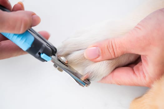 Vet hands cutting dog claws by scissors in clinic