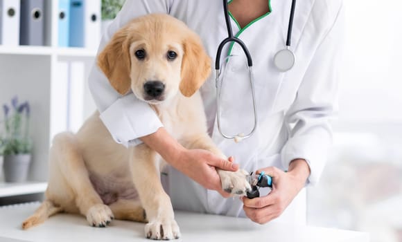 Veterinarian cutting young dog claws in clinic