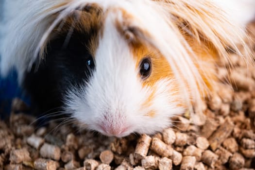 Cute domestic peruvian guinea pig