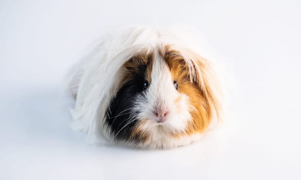 Fluffy guinea pig on white background