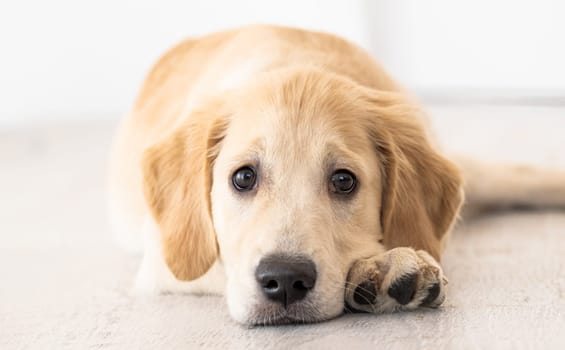 Nice muzzle and smart eyes of golden retriever