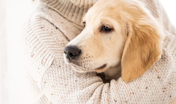 Female hand hugging calm golden retriever dog