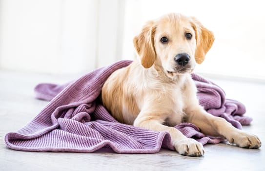 Cute golden retriever dog wrapped in bedspread on floor at home