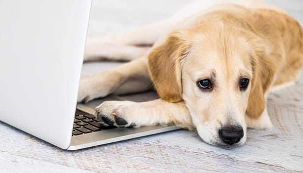 Cute golden retriever dog near laptop indoors