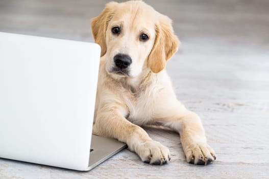 Cute golden retriever dog near laptop indoors
