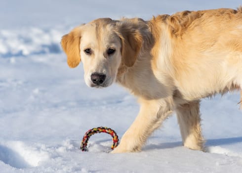 Cute young dog with toy ring playing in snow