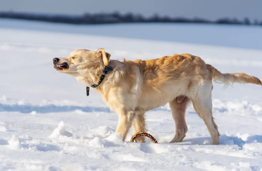 Lovely dog shaking off snow standing on snowy white field