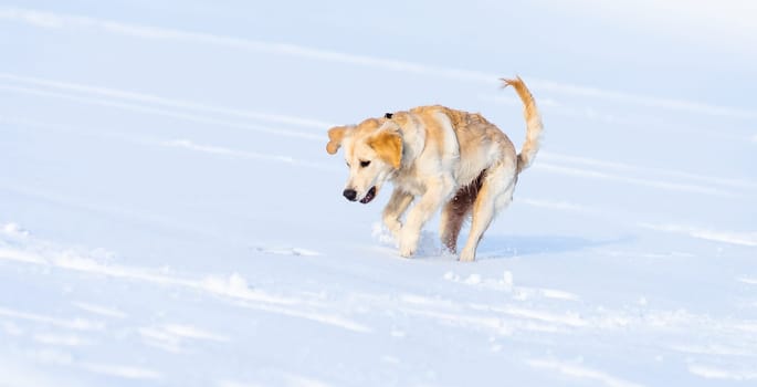 Lovely young dog jumping in fresh snow