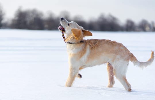 Playful young dog with ring on winter walk