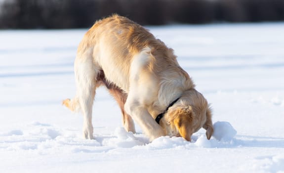 Lovely golden retriever dog digging under clear snow