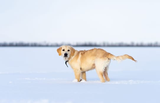 Calm dog standing in deep snow