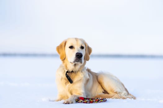 Beautiful dog with toy resting on snow