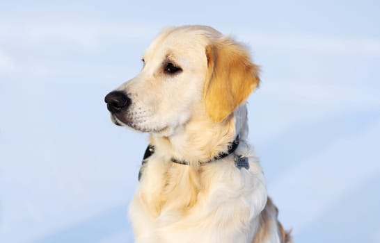 Cute muzzle of dog on snowy background