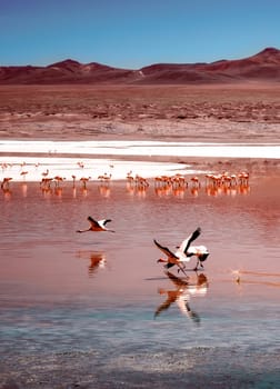Amazing red Laguna Colorada scenery with flock of beautiful flamingos in mountanious
