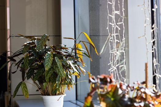Leaves of a houseplant in a pot on a windowsill