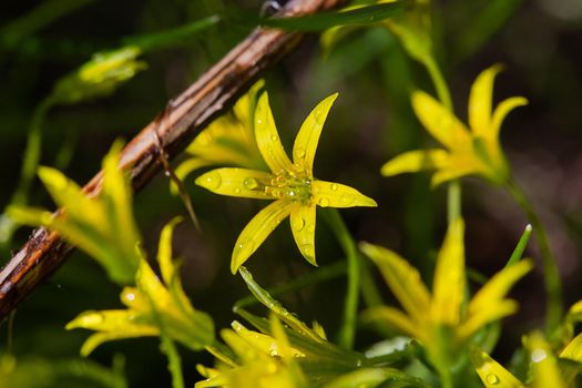 Yellow flowers grow on a flower bed in spring, beautiful light falls, place for text, selective focus, blurred background