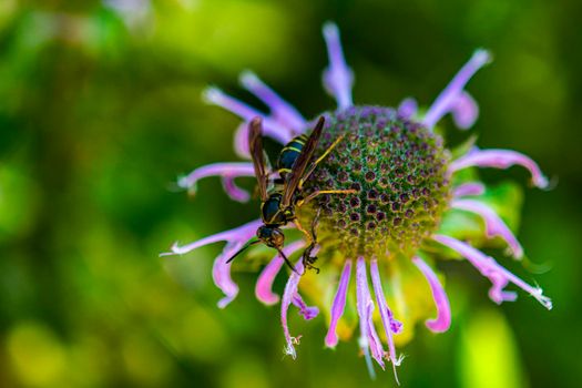Wasp sits on a flower and eats an insect caught in flowers