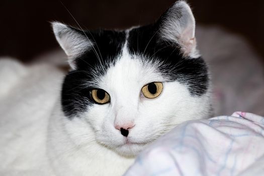 White cat with black ears and yellow eyes close up