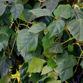 Green leaves of a house plant close up, background