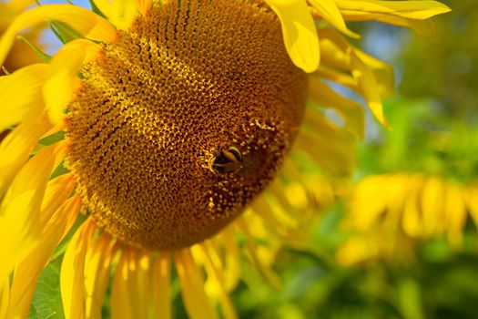 Close-up of bees pollinating a blooming sunflower. Soft focus