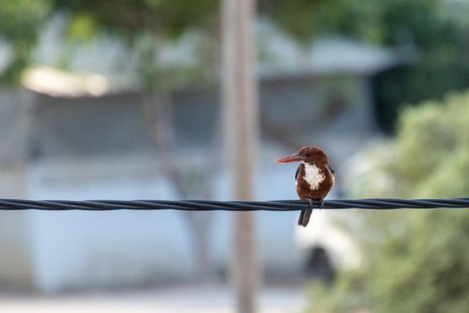 White throated Kingfisher is catching the electric line. High quality photo