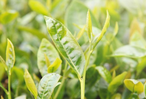 Beautiful green tea crop leaf in the morning with sun flare sunlight, fresh sprout on the tree plant design concept, close up, macro.