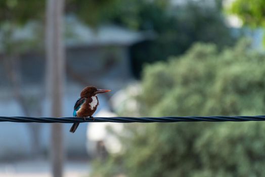 White throated Kingfisher is catching the electric line. High quality photo