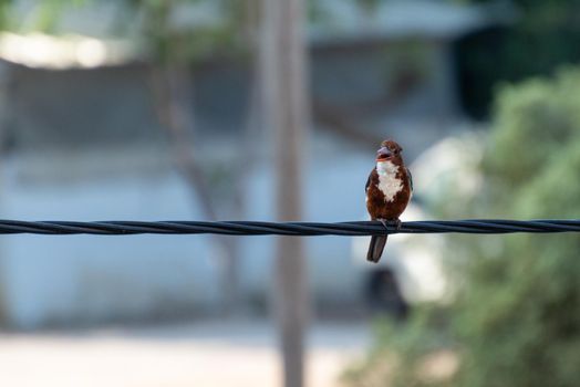 White throated Kingfisher is catching the electric line. High quality photo